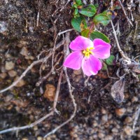 Osbeckia parvifolia Arn.